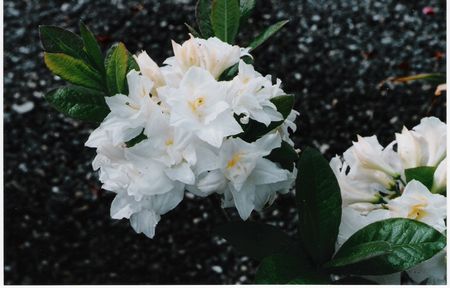 Blue Mountain Double Azalea